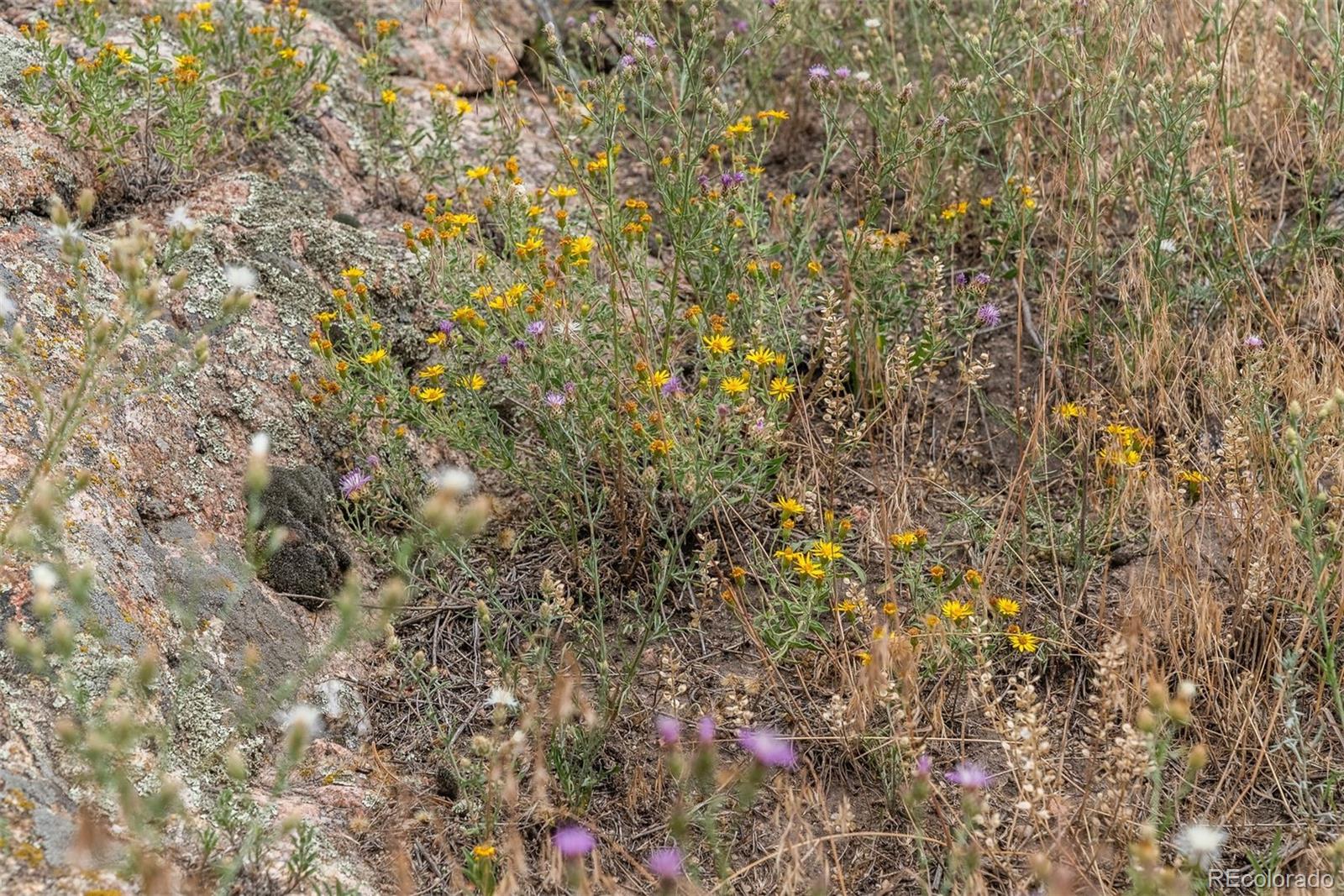 1162 Swede Gulch Road Evergreen, CO 80439 - Photo 21 of 27 a view of a tree