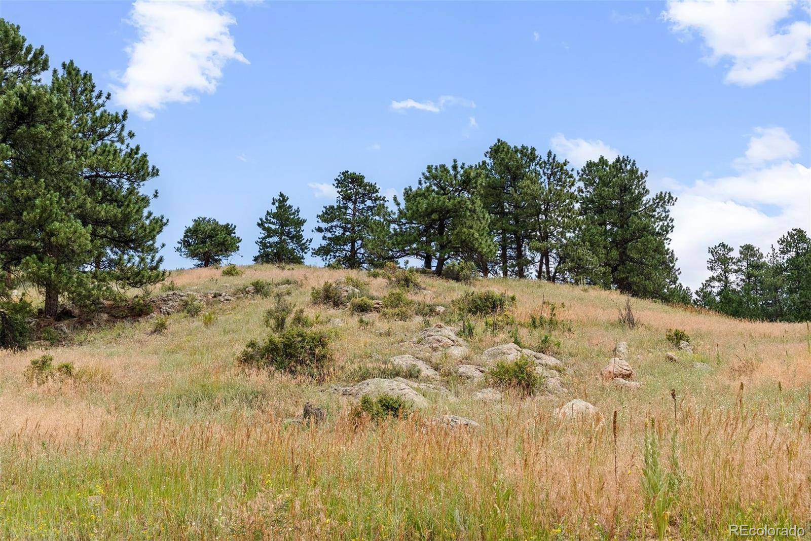 1162 Swede Gulch Road Evergreen, CO 80439 - Photo 22 of 27 a view of a yard with a tree