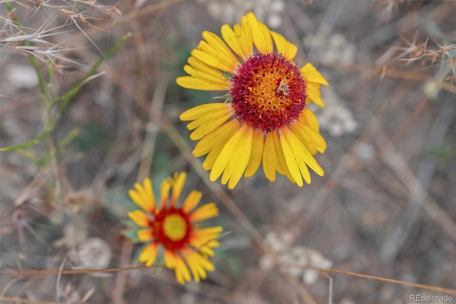 1162 Swede Gulch Road Evergreen, CO 80439 - Photo 10 of 27