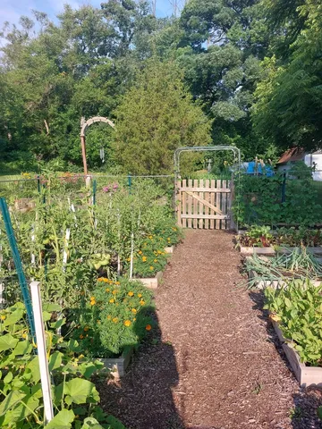 a view of a garden with large trees