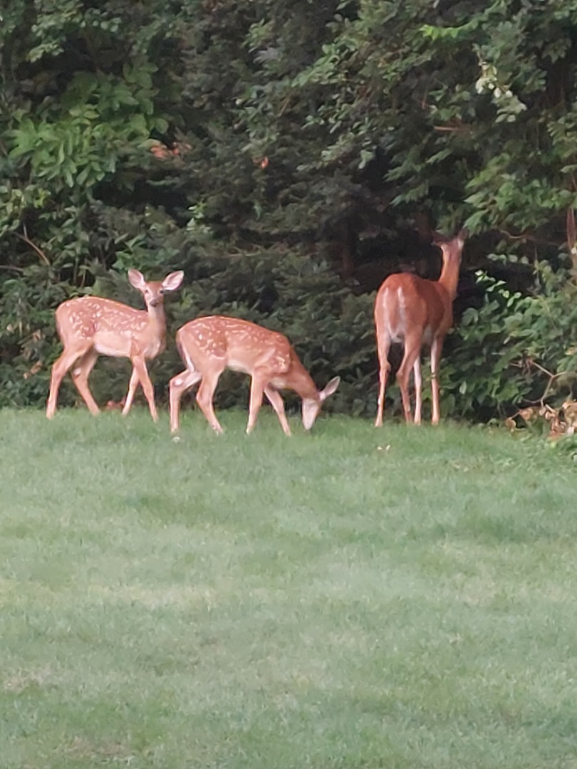 400 Crestview Drive Fox River Grove, IL 60021 - Photo 38 of 48 a backyard of a house with table and chairs