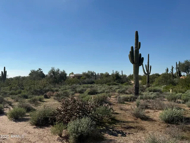 a view of a dry yard with trees in the background