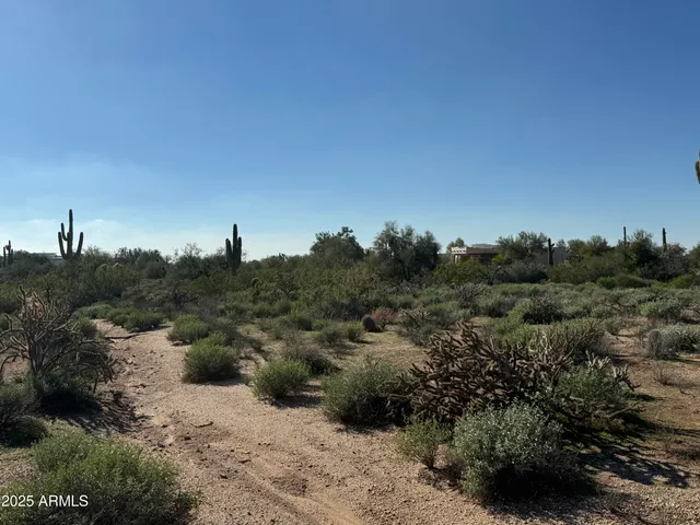 a view of a forest with trees
