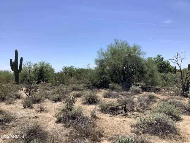 a view of a dry yard with trees in the background