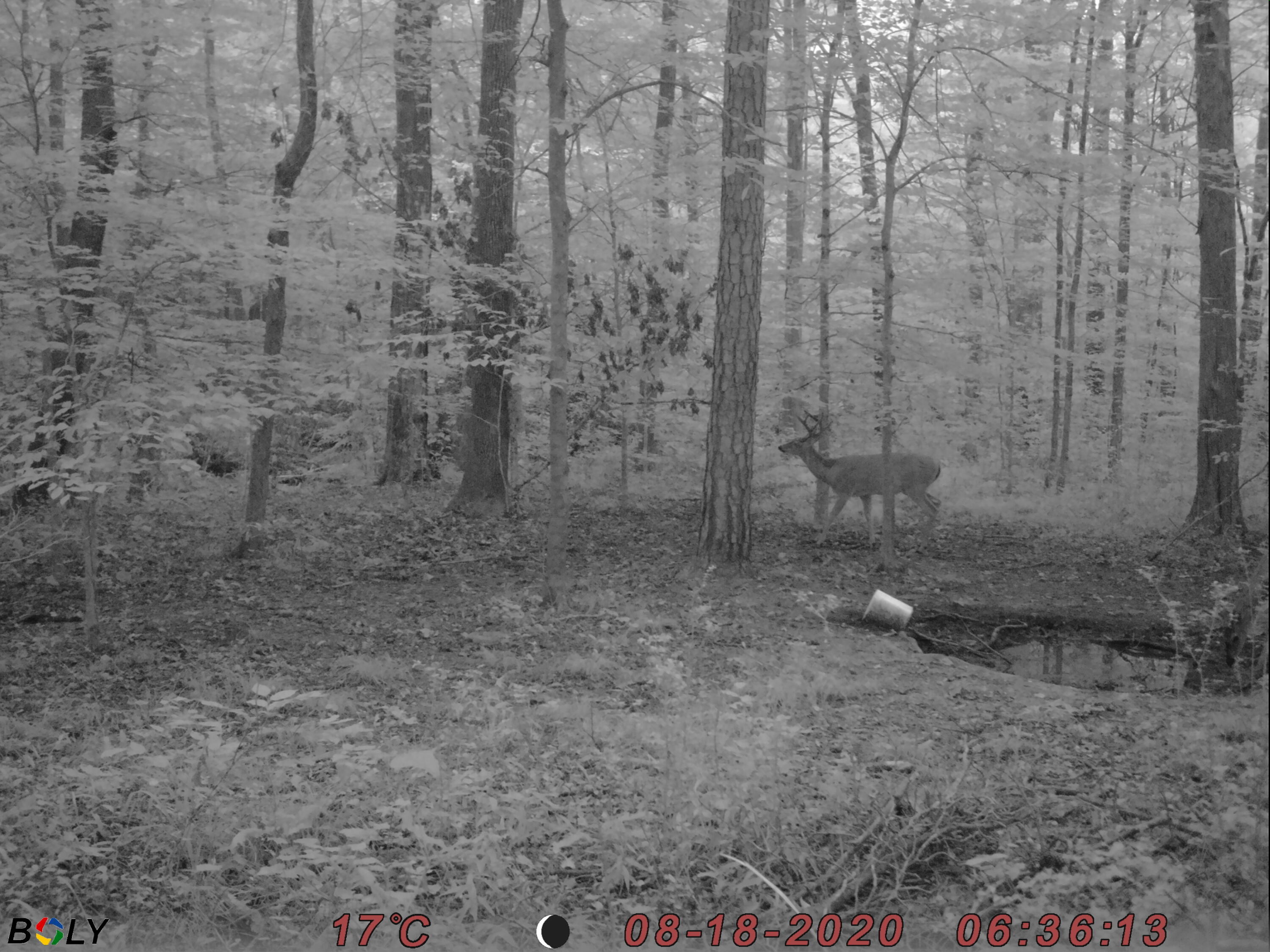 1948 Coppinger Cove Road Sequatchie, TN 37374 - Photo 27 of 47 Deer1