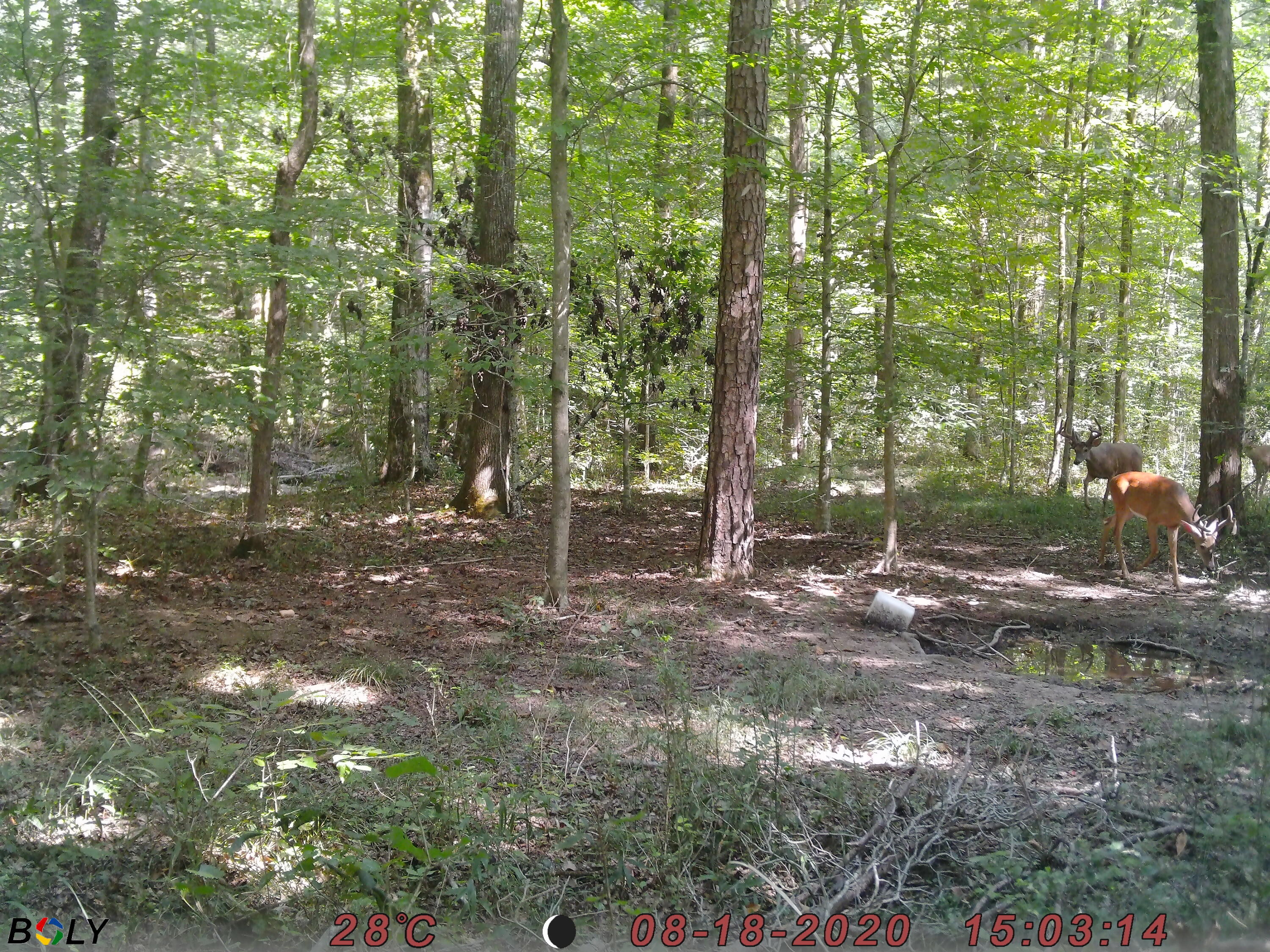 1948 Coppinger Cove Road Sequatchie, TN 37374 - Photo 32 of 47 Deer2