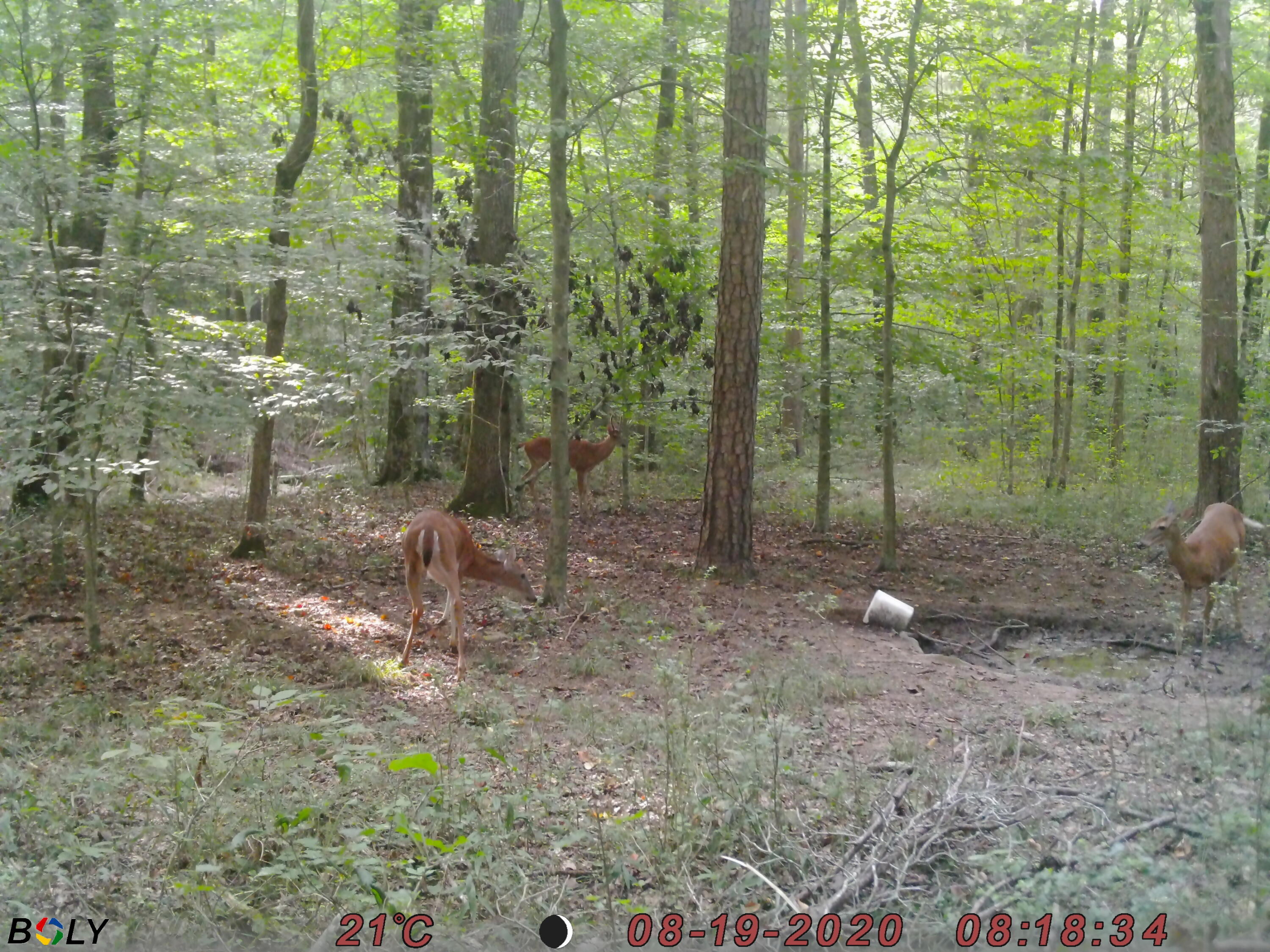 1948 Coppinger Cove Road Sequatchie, TN 37374 - Photo 42 of 47 Deer4