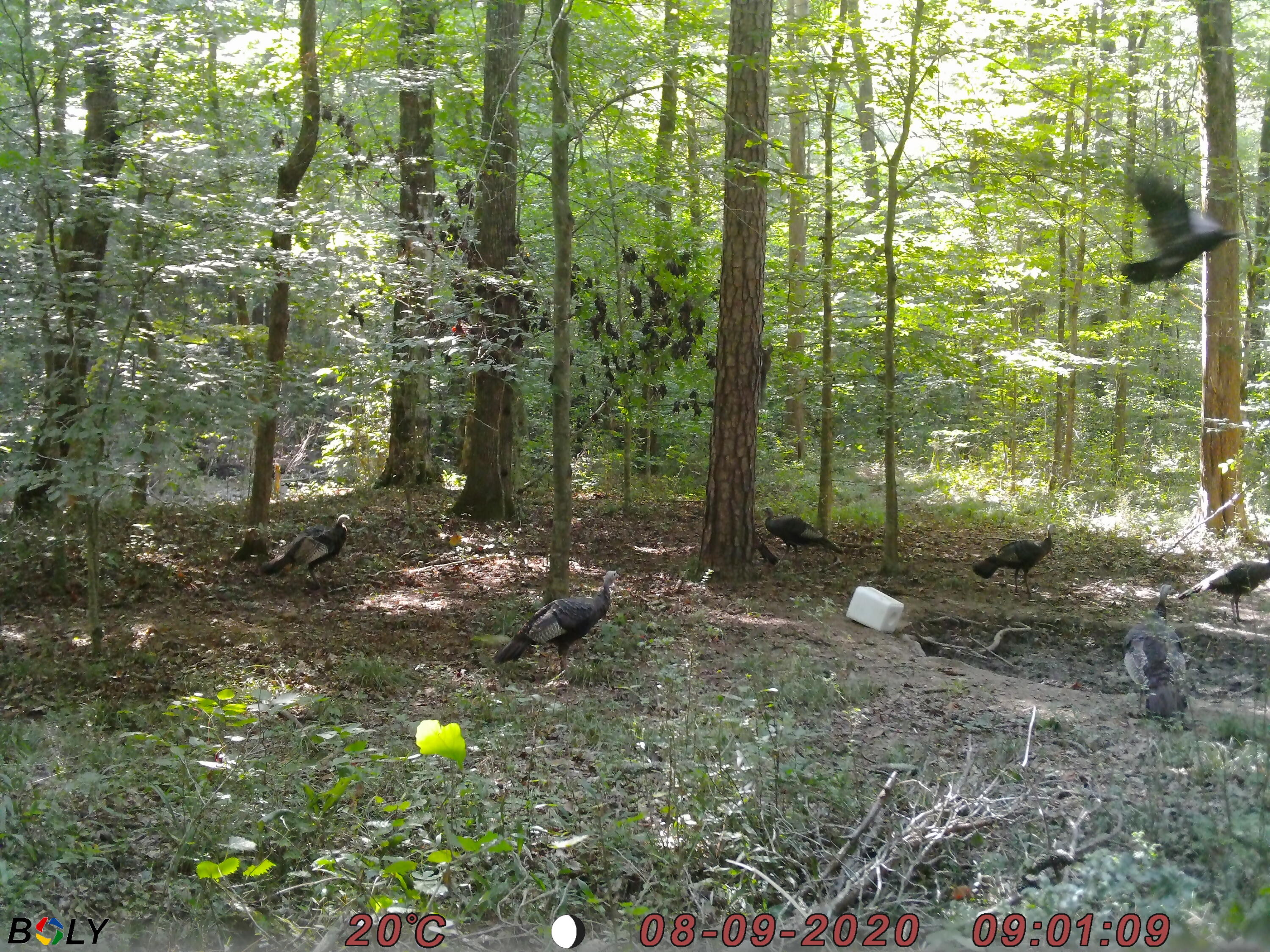 1948 Coppinger Cove Road Sequatchie, TN 37374 - Photo 46 of 47 Turkey