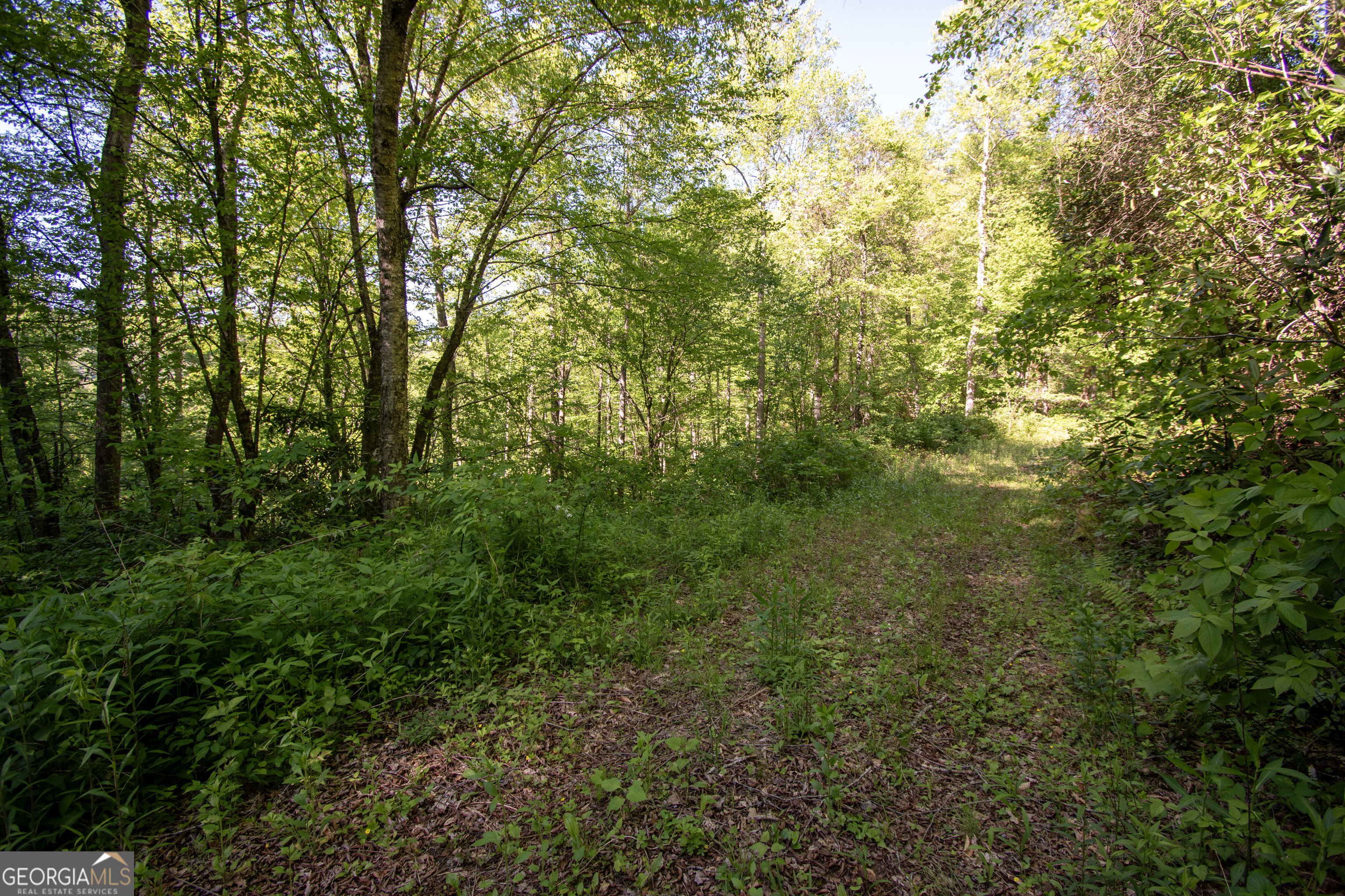 0 Walnut Cove Branch Road Robbinsville, NC 28771 - Photo 13 of 14 a view of a lush green forest