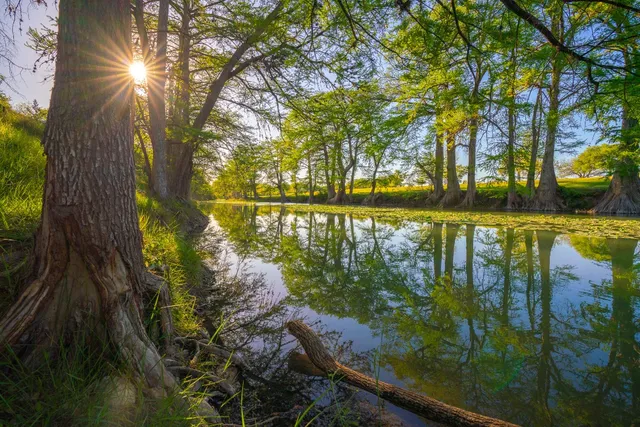 a view of a lake with a tree