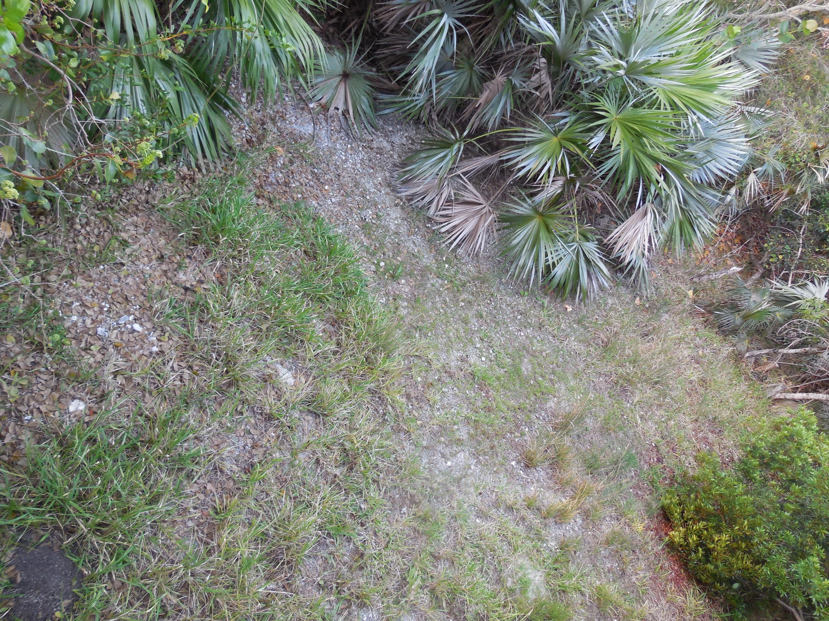 29830 Frostproof Road Big Pine Key, FL 33043 - Photo 19 of 23 Back yard from balcony