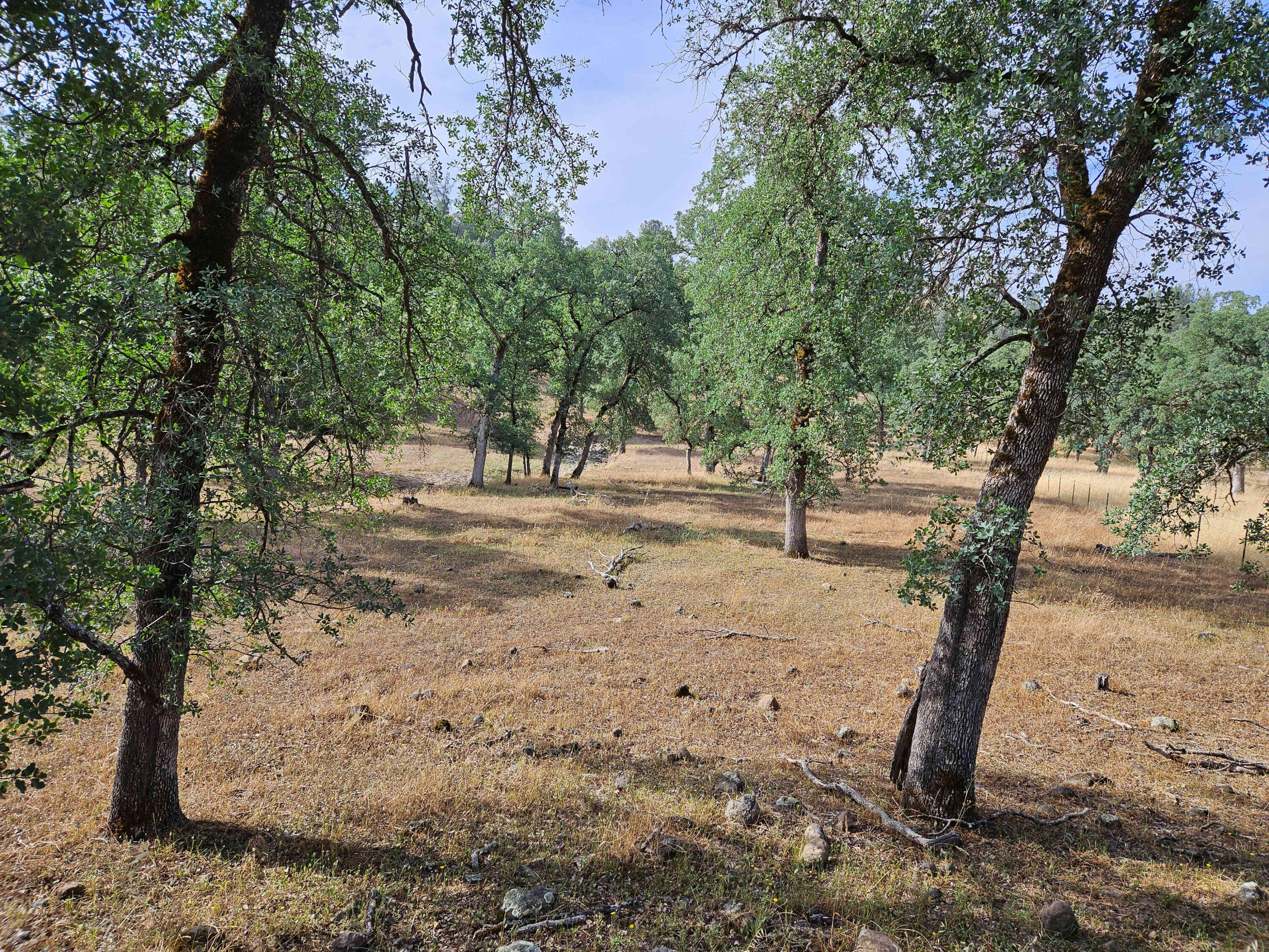 234-acres Beaver Road Oak Run, CA 96069 - Photo 12 of 45 Gentle terrain
