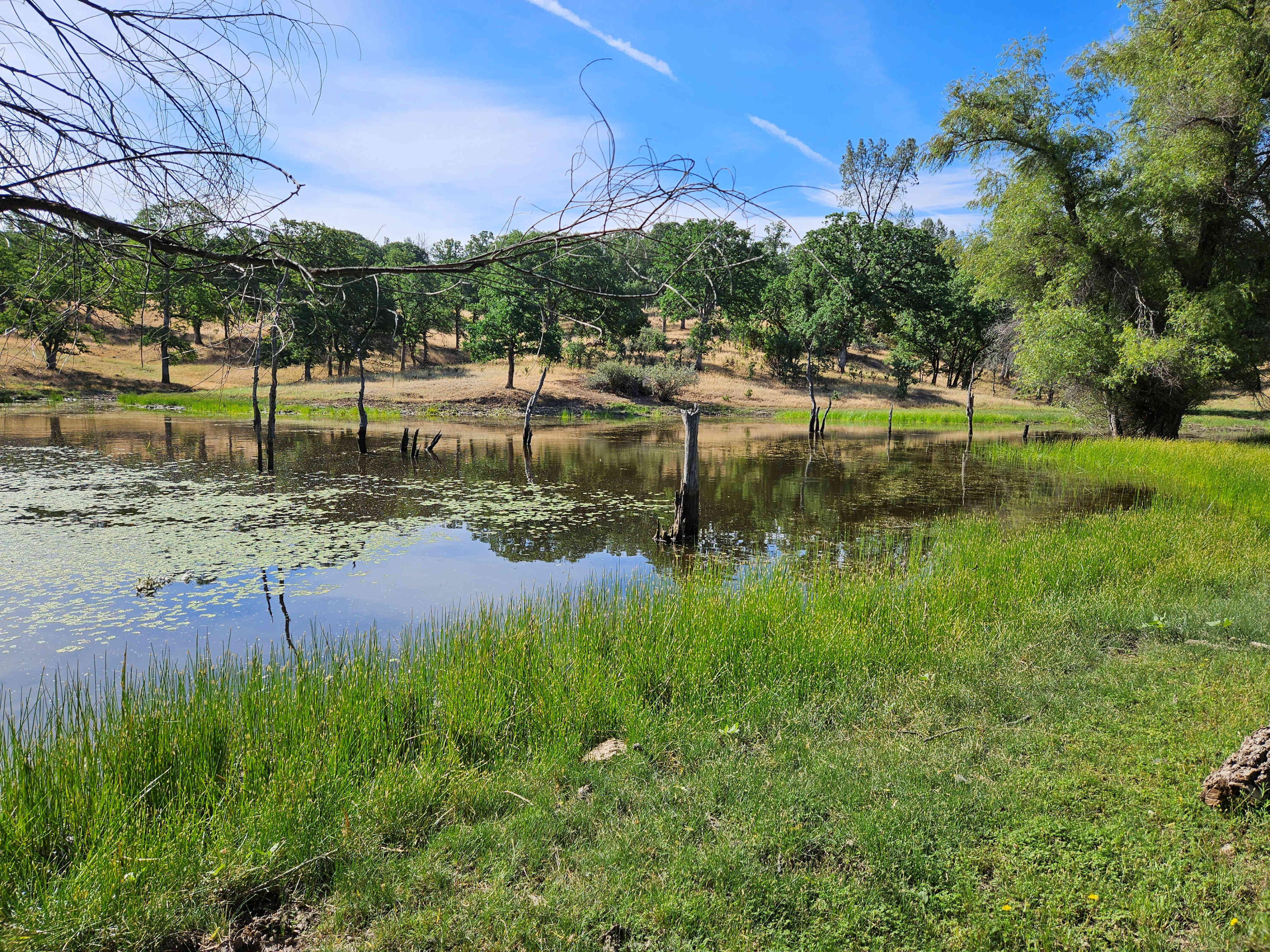 Beautiful pond