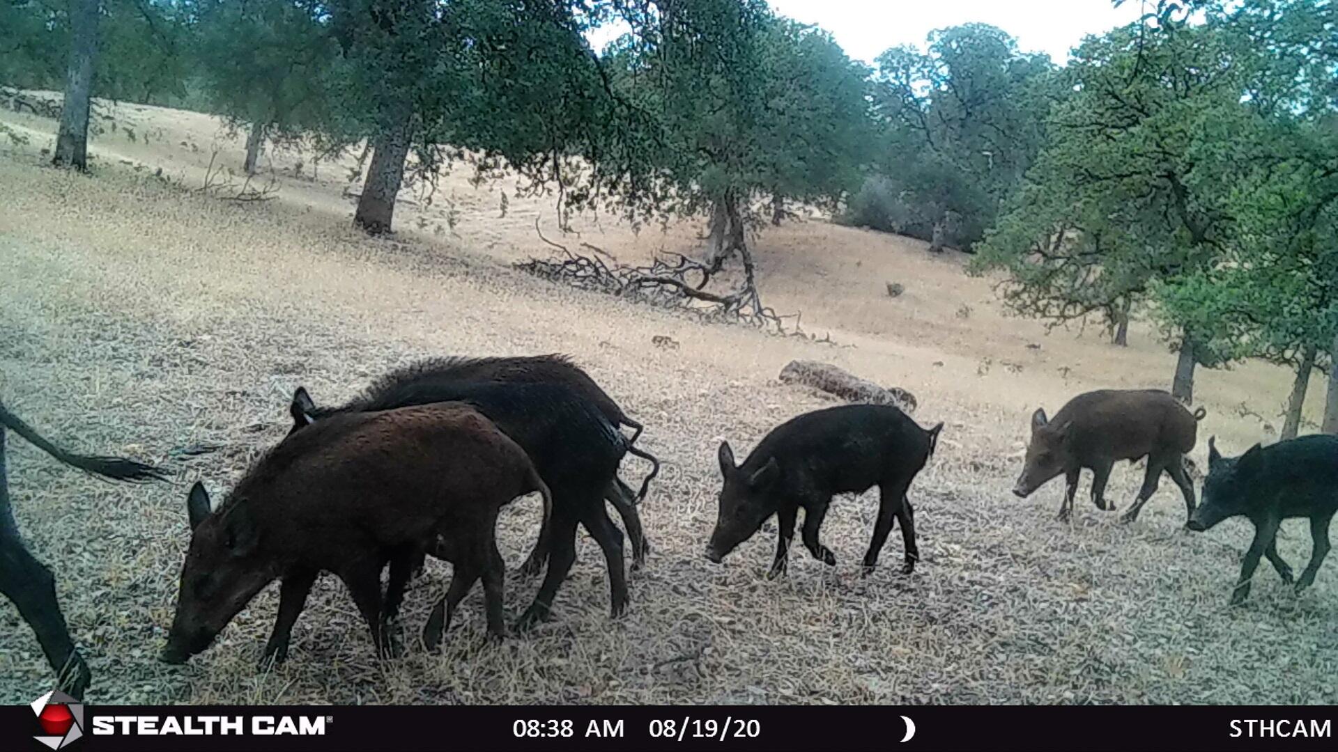 234-acres Beaver Road Oak Run, CA 96069 - Photo 10 of 45 Pigs
