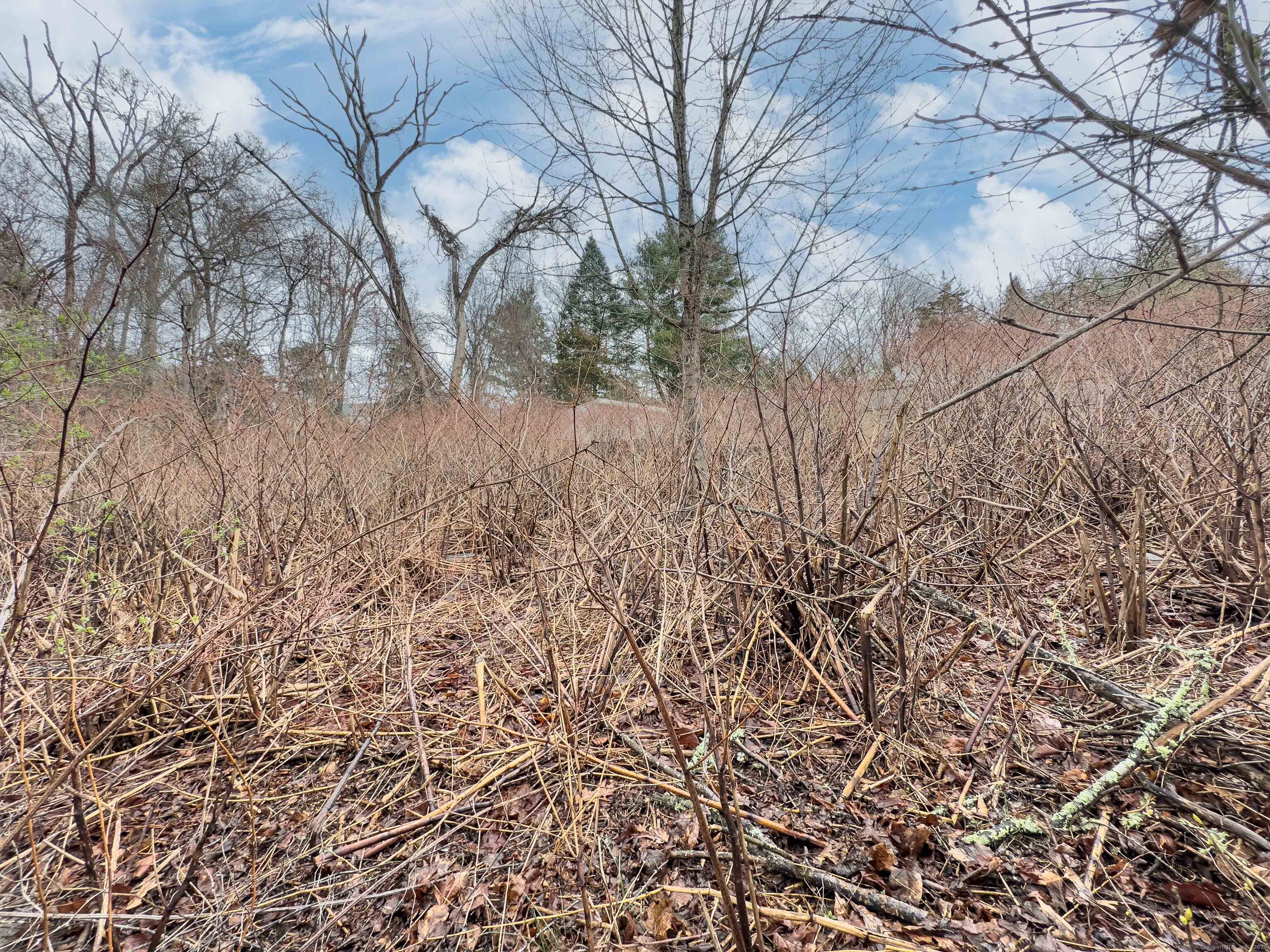 93 South Broad Street Pawcatuck, CT 06379 - Photo 3 of 4 a view of white house in middle of forest