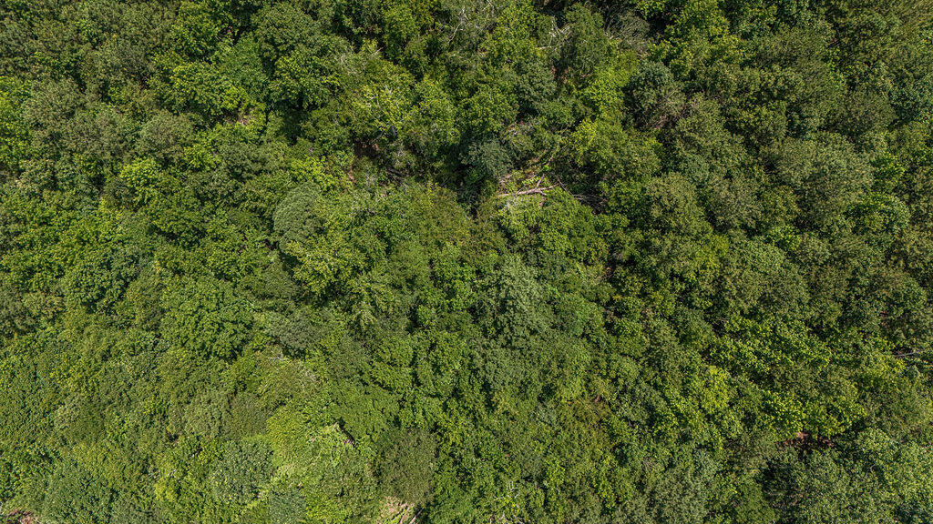 Tbd Burton Drive Edgefield, SC 29824 - Photo 2 of 10 BurtonDr_5