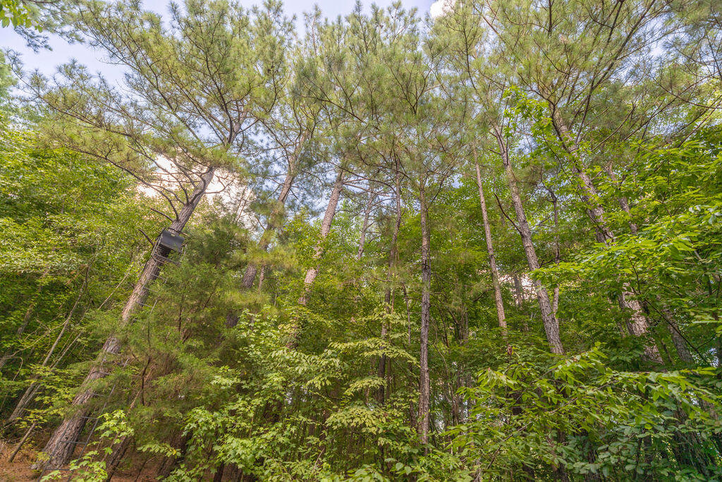 Tbd Burton Drive Edgefield, SC 29824 - Photo 7 of 10 BurtonDrive_13