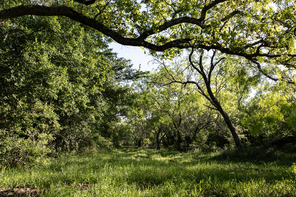 Tbd Anchor Ranch Loop Flatonia, TX 78941 - Photo 14 of 15 a view of a lush green forest