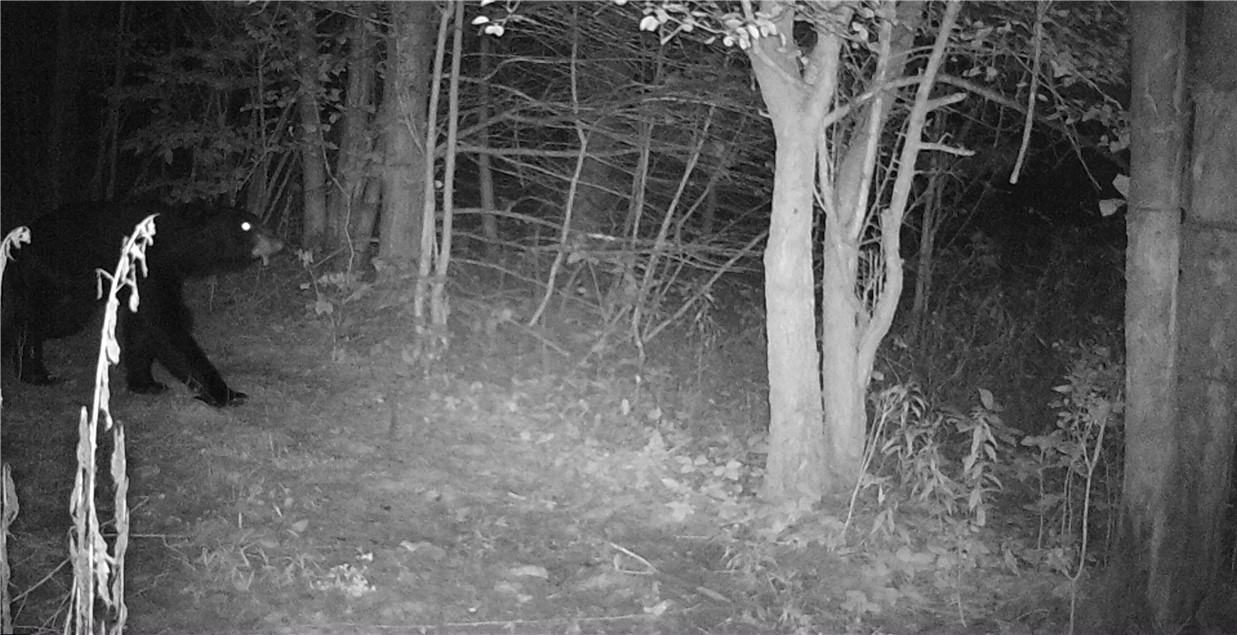 Dawes Hill Road Newfield, NY 14867 - Photo 29 of 30