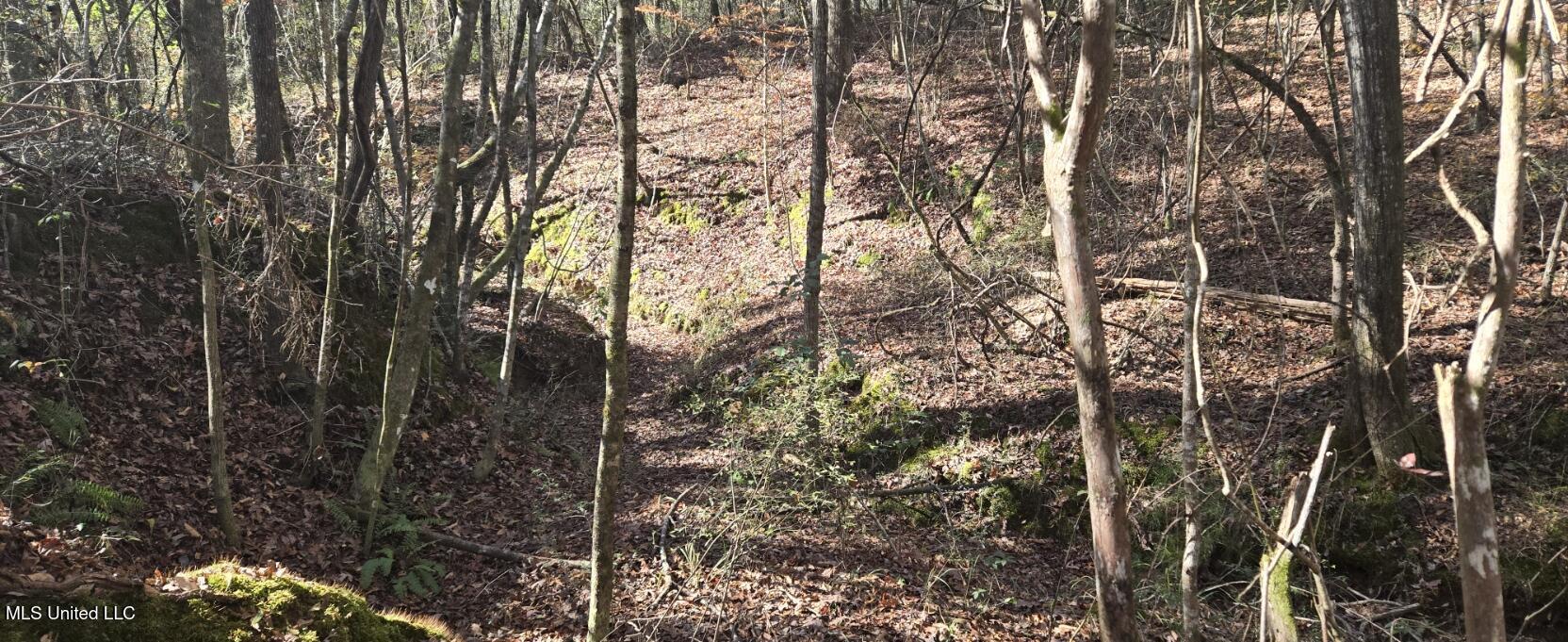 10 10 Mile Creek Road Foxworth, MS 39483 - Photo 13 of 101 20251215_111448