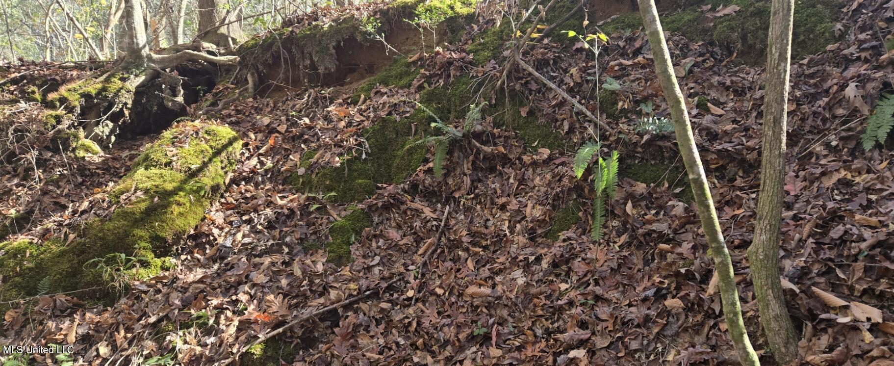 10 10 Mile Creek Road Foxworth, MS 39483 - Photo 16 of 101 20251215_111558