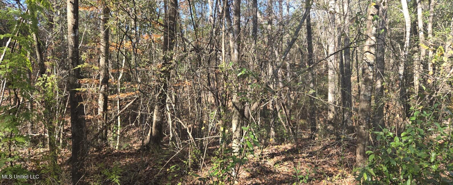 10 10 Mile Creek Road Foxworth, MS 39483 - Photo 52 of 101 20251215_101631