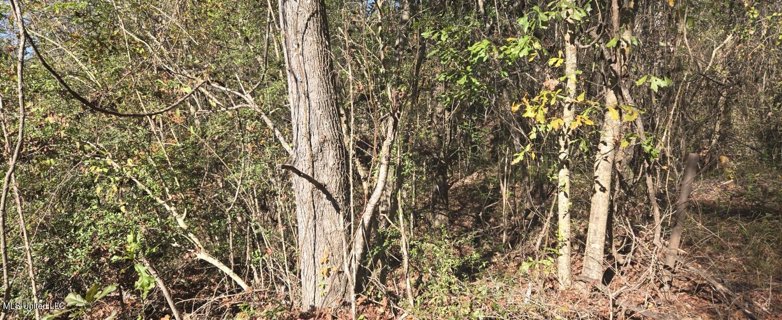 10 10 Mile Creek Road Foxworth, MS 39483 - Photo 55 of 101 20251215_101448