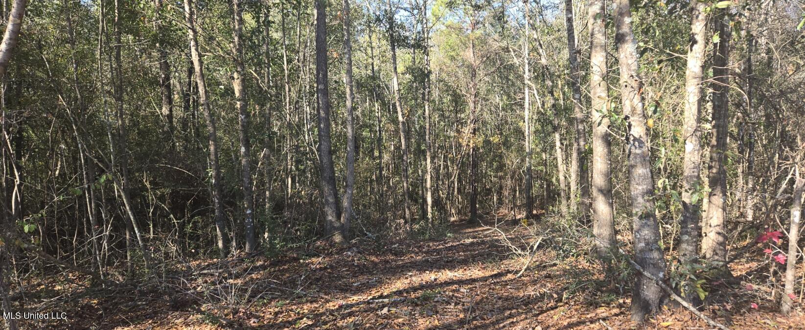 10 10 Mile Creek Road Foxworth, MS 39483 - Photo 61 of 101 20251215_103338