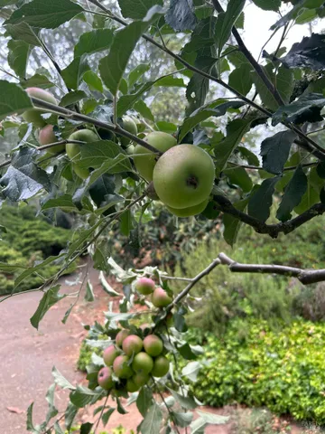 $1,795,500 | 2400 Nelligan Road, Glen Ellen, CA 95442