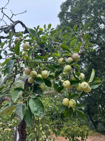 $1,795,500 | 2400 Nelligan Road, Glen Ellen, CA 95442