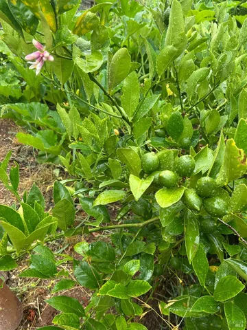 $1,795,500 | 2400 Nelligan Road, Glen Ellen, CA 95442