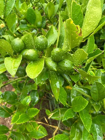 $1,795,500 | 2400 Nelligan Road, Glen Ellen, CA 95442