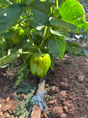 $1,795,500 | 2400 Nelligan Road, Glen Ellen, CA 95442