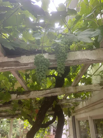 $1,795,500 | 2400 Nelligan Road, Glen Ellen, CA 95442