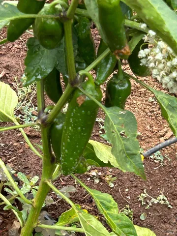 $1,795,500 | 2400 Nelligan Road, Glen Ellen, CA 95442