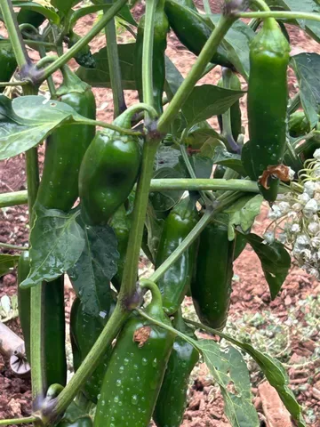 $1,795,500 | 2400 Nelligan Road, Glen Ellen, CA 95442