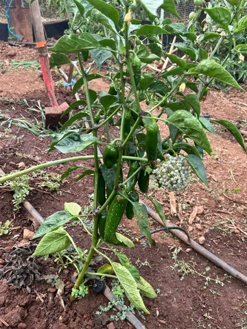 $1,795,500 | 2400 Nelligan Road, Glen Ellen, CA 95442