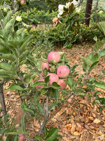 $1,795,500 | 2400 Nelligan Road, Glen Ellen, CA 95442