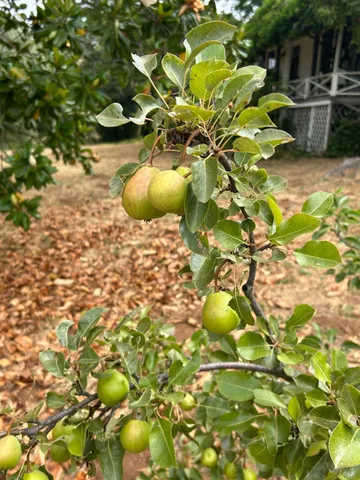 $1,795,500 | 2400 Nelligan Road, Glen Ellen, CA 95442