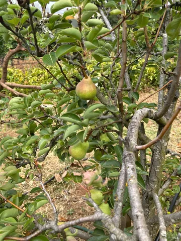 $1,795,500 | 2400 Nelligan Road, Glen Ellen, CA 95442