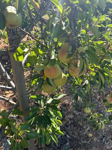 $1,795,500 | 2400 Nelligan Road, Glen Ellen, CA 95442