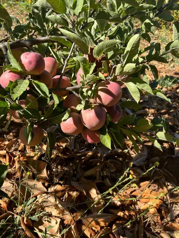 $1,795,500 | 2400 Nelligan Road, Glen Ellen, CA 95442