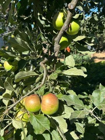 $1,795,500 | 2400 Nelligan Road, Glen Ellen, CA 95442