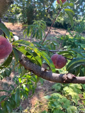 $1,795,500 | 2400 Nelligan Road, Glen Ellen, CA 95442