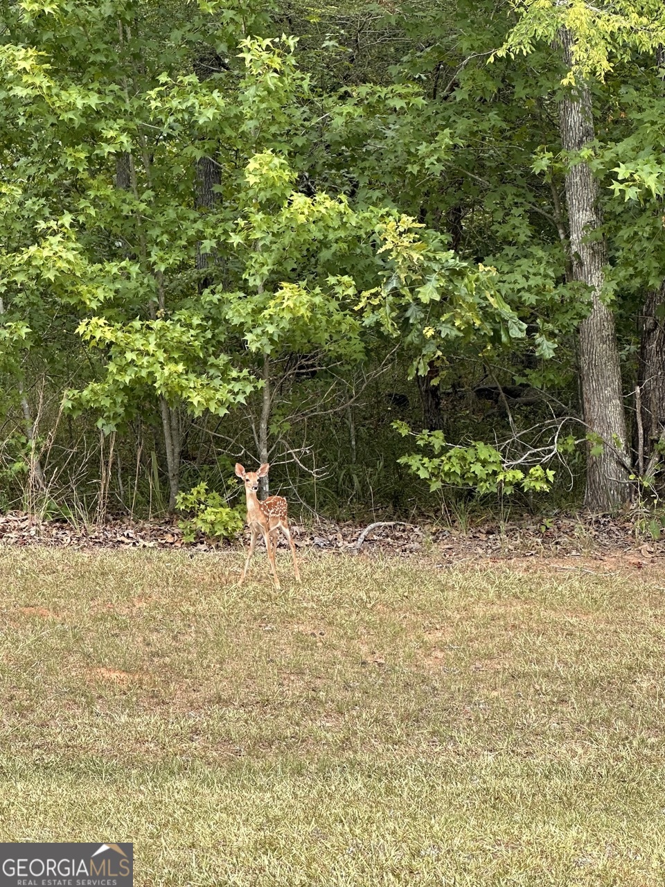 Lot 16 South Point Drive Tignall, GA 30668 - Photo 10 of 12 a fire hydrant in the middle of a field