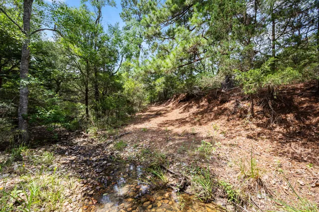 a view of a forest with trees in the background
