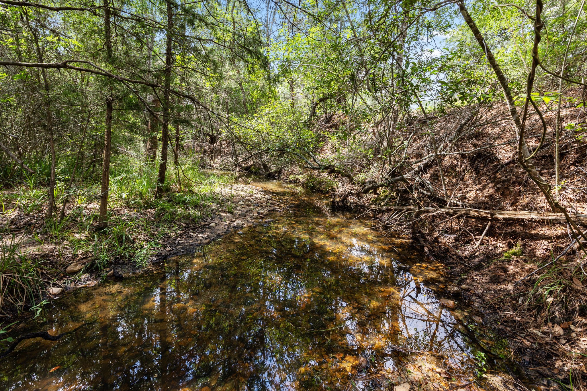 1507 Smith Rau Road Columbus, TX 78934 - Photo 44 of 50 a view of forest