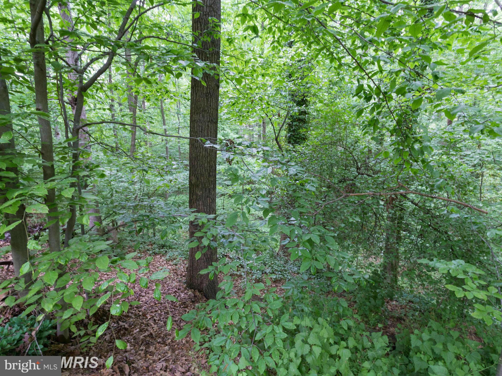6609 Robin Road Springfield, VA 22150 - Photo 17 of 28 a view of a forest with trees