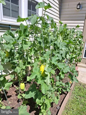 a plant is in a garden