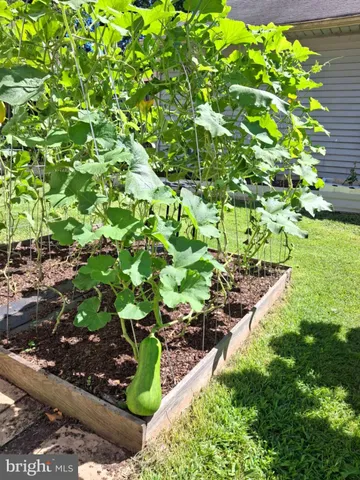 a plant that is in a garden